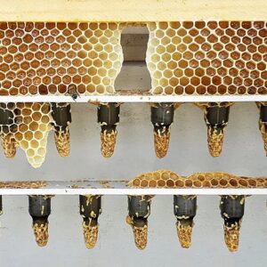 Queen Cells