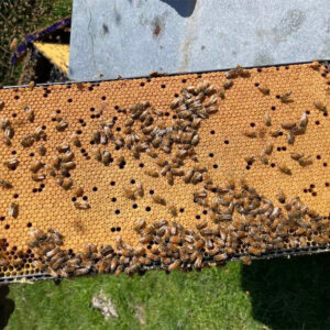Beehive Nucleus 4 Frame