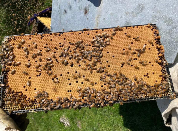 Beehive Nucleus 4 Frame