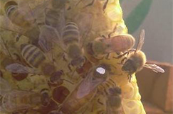 Mated Queen Bee